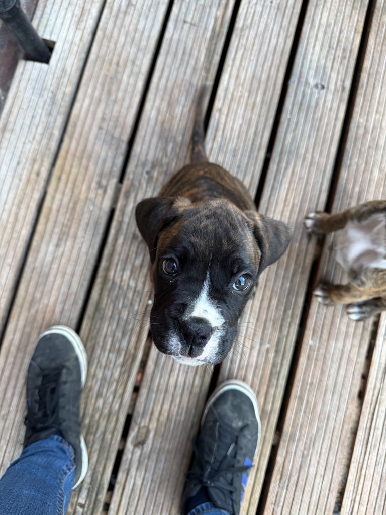 Beautiful boxer puppies 