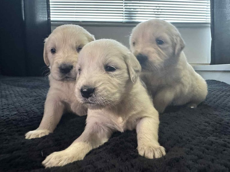 3 Golden Retriver Puppy’s 