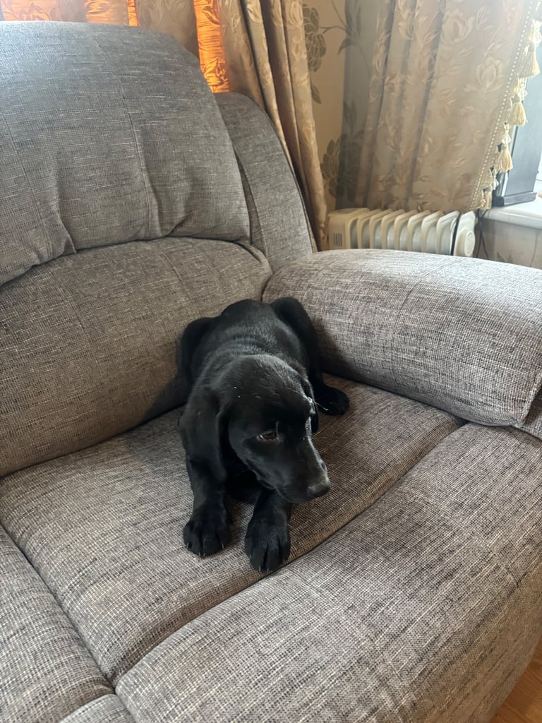 Labrador puppies 