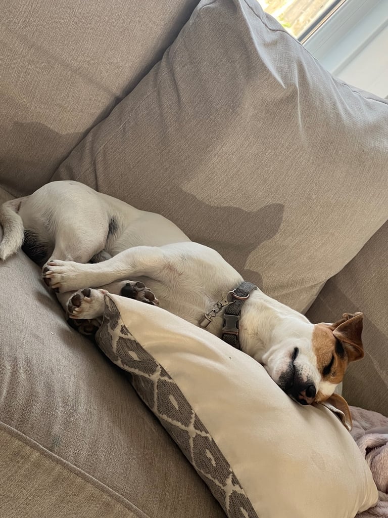 Jack Russell dog for sale 