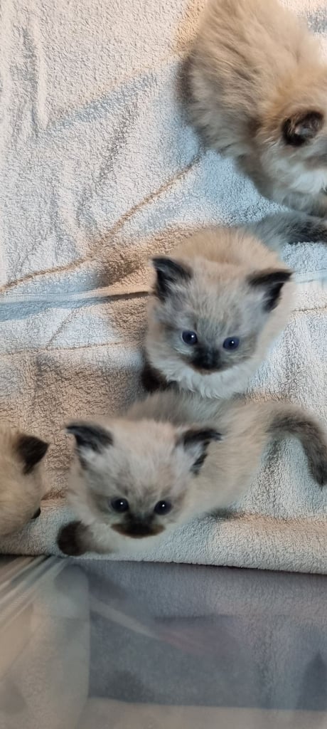 Ragdoll kittens 