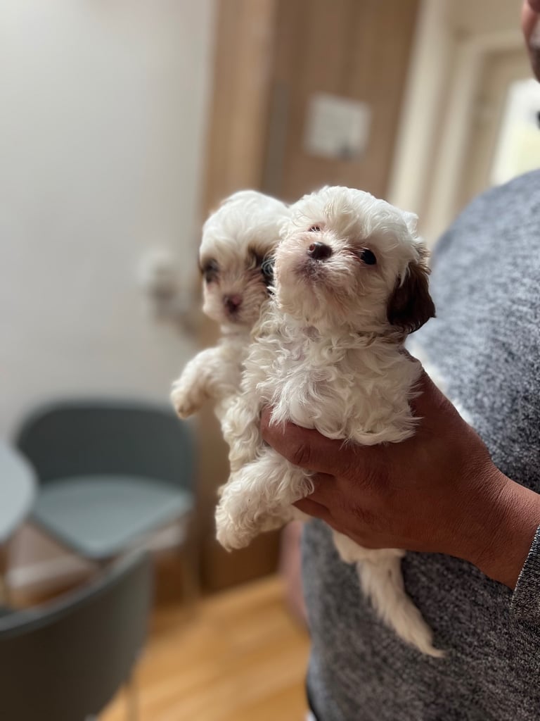 Maltese