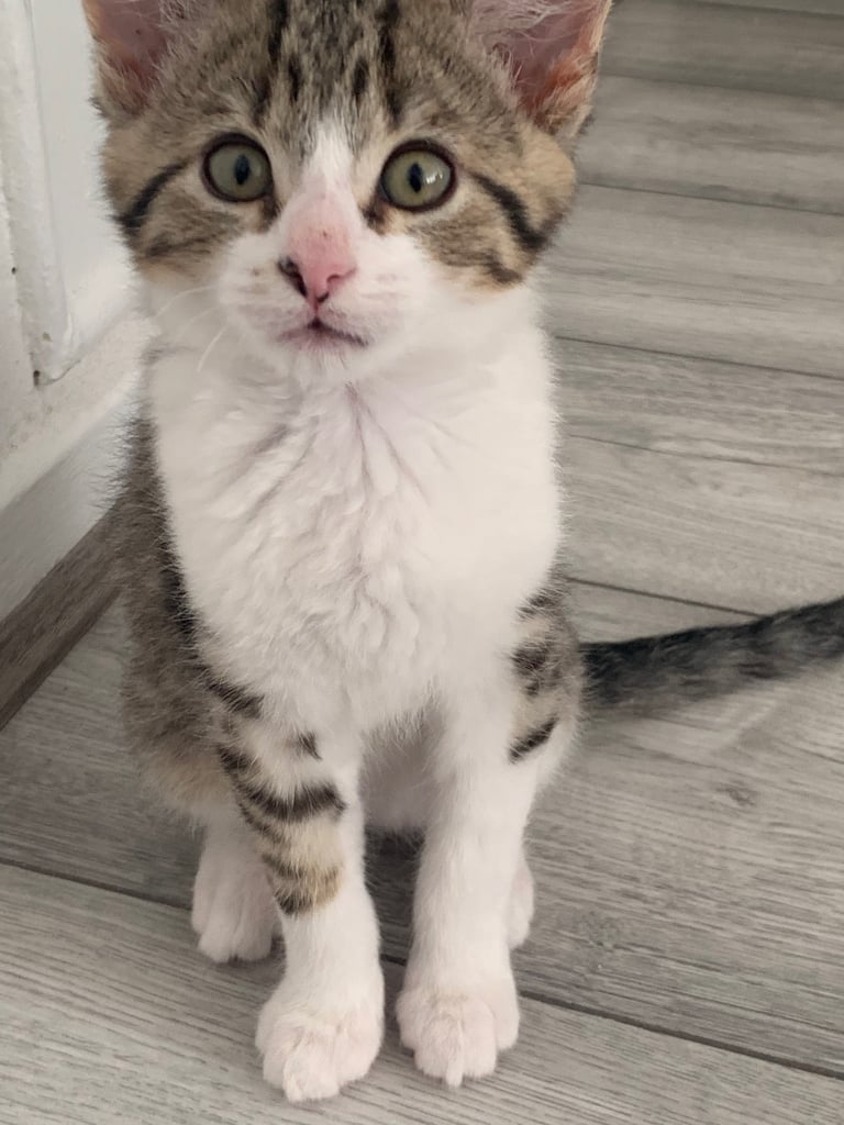 Bengal kitten for sale 