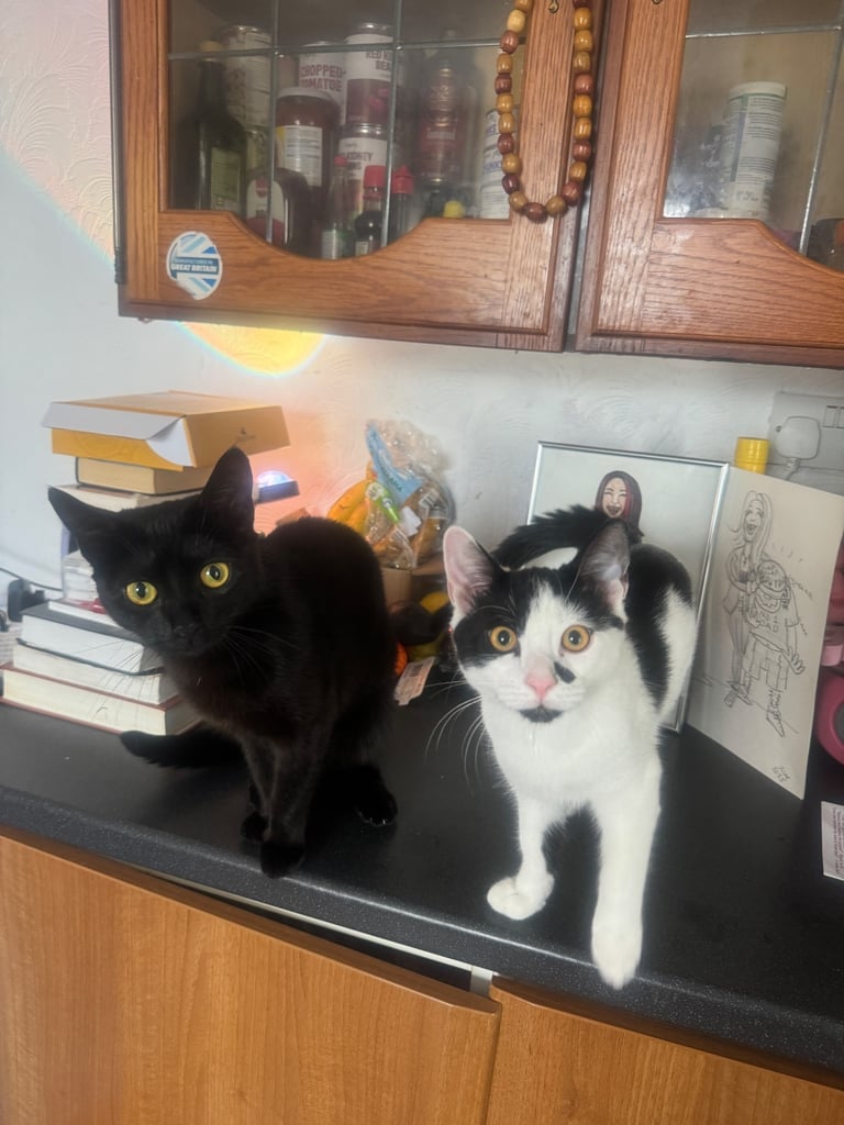 Kitten (boy) and cat (girl) 