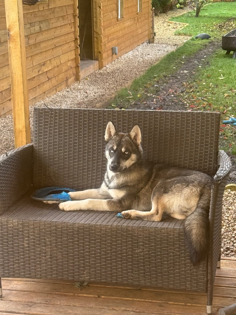 2 beautiful 6 month old husky puppies. 