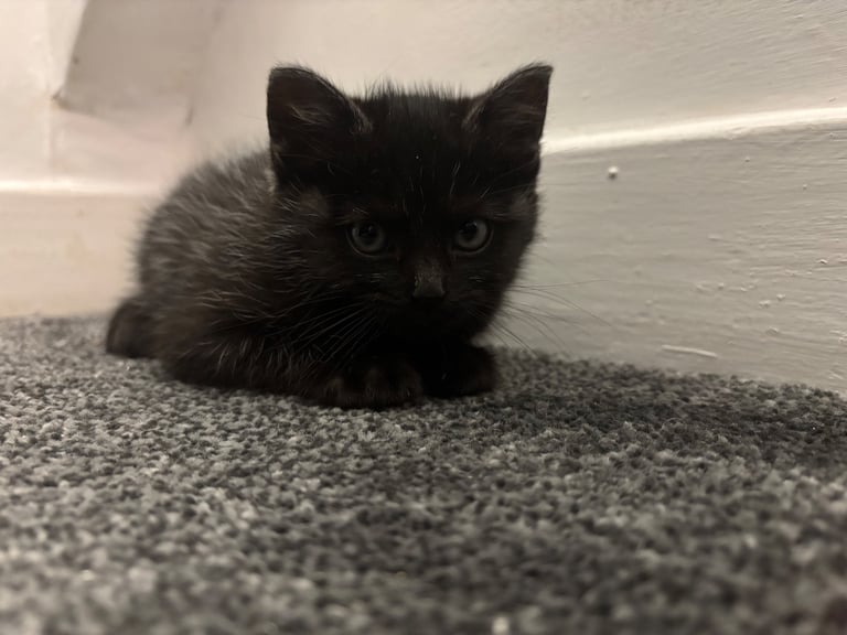 3 kittens ready for new home 