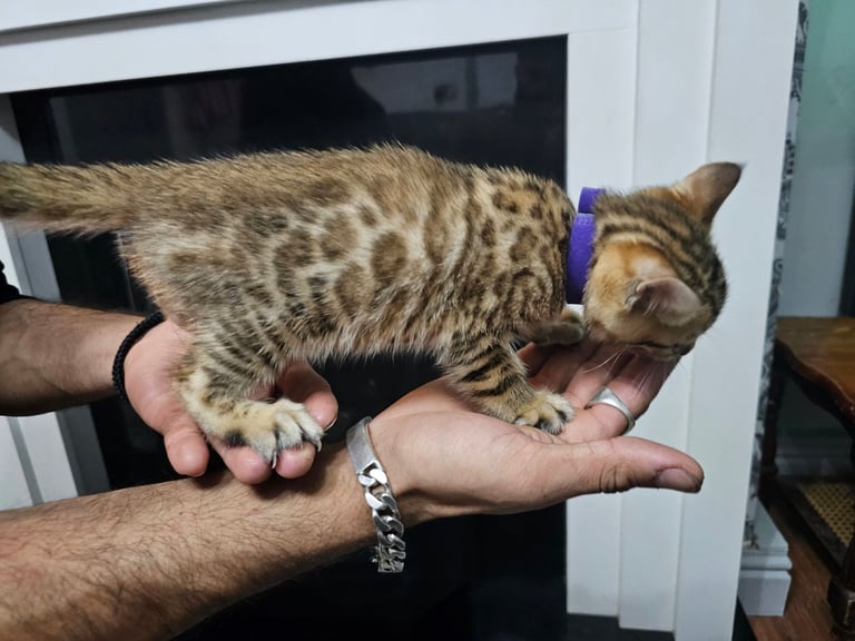 image for ✨️Stunning Bengal Babies-Exotic, Playful & Loving