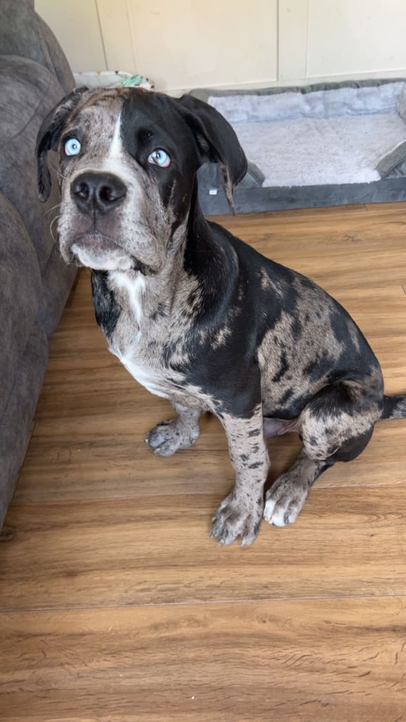 Cane corso & bull mastiff