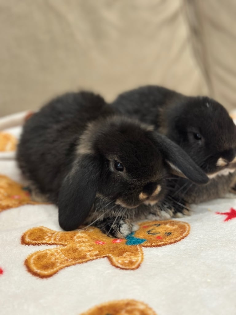 Mini lops bunnies 