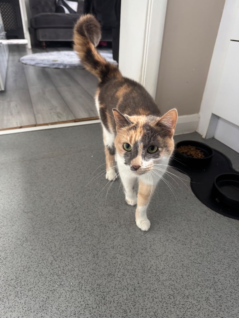 Loving home for Snow 