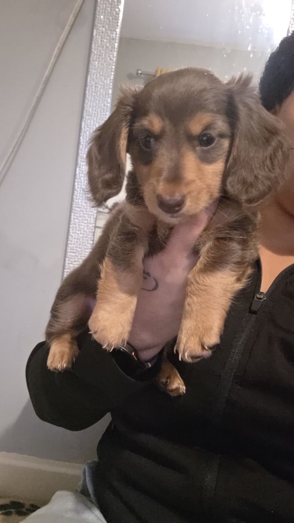 Miniature Dachshund 