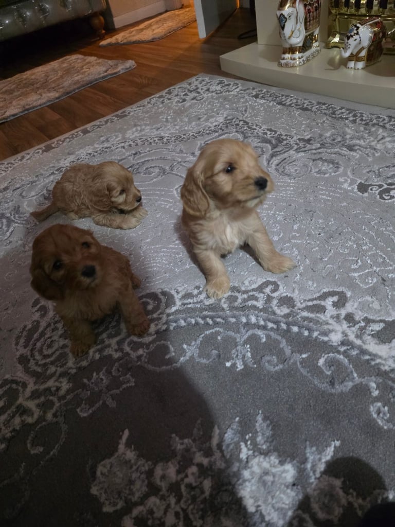Cockerpoo puppies 