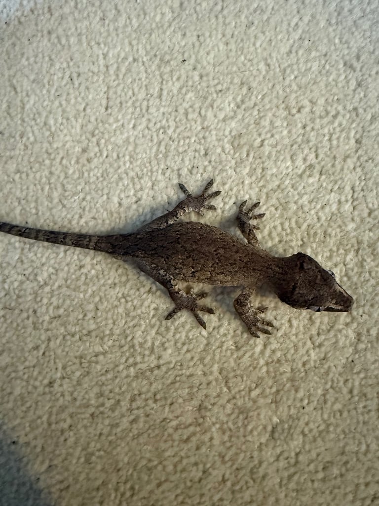 Gargoyle geckos for sale - see description 