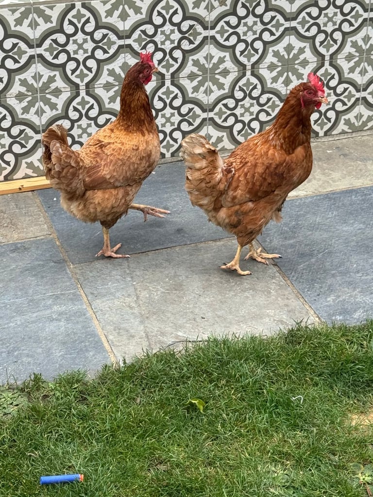 Two Lovely Egg-Laying Hens 