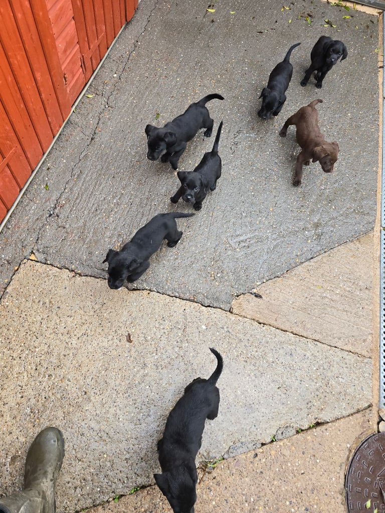 Beautiful black and chocolate labrador puppies 