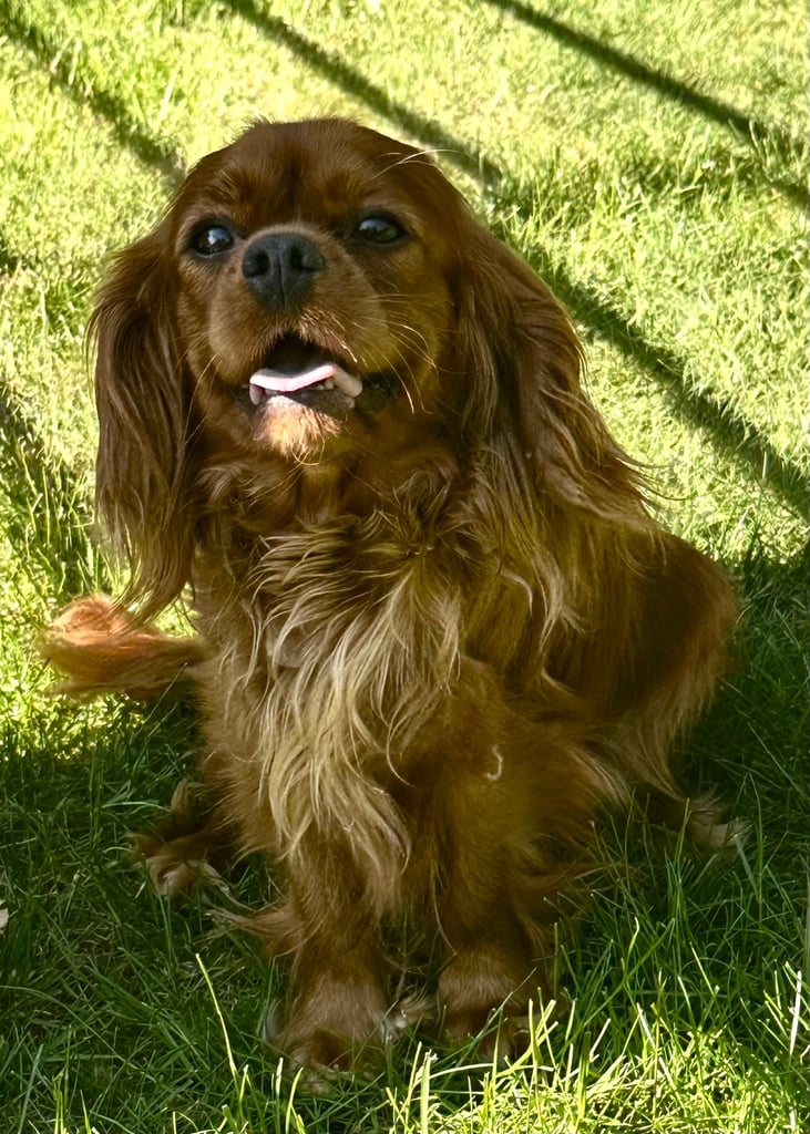 2x 3 year old sister Cavaliers 
