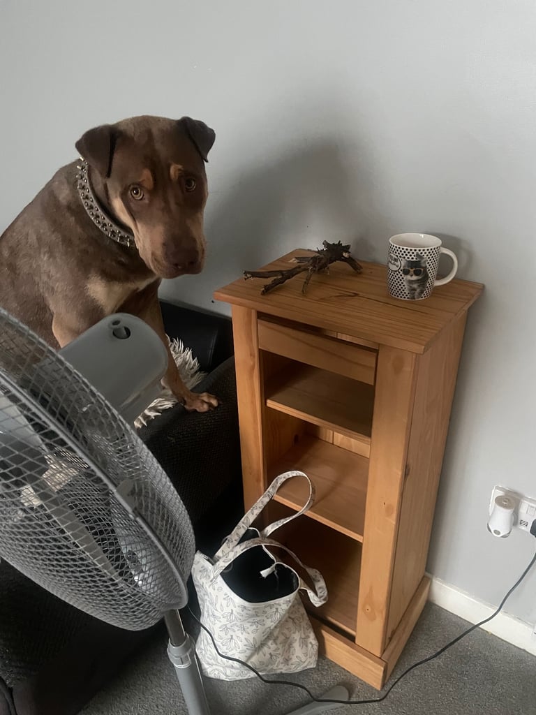 Sharpei x labrador