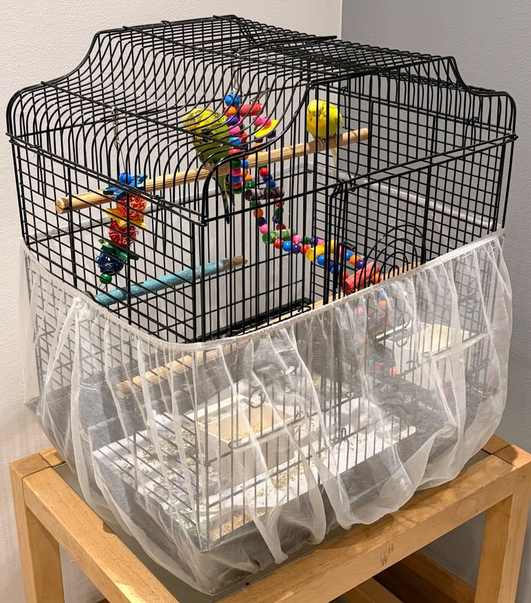 2 budgies with cage and toys for sale