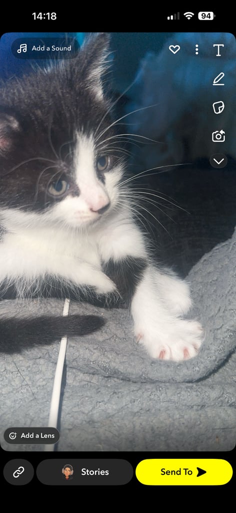 4 kittens for sale 2 female 2 male