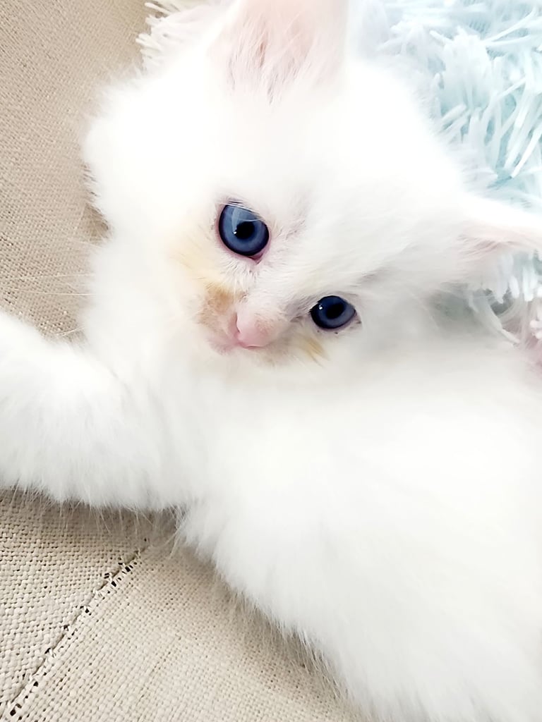 Siberian kittens are looking for forever homes.🌹♥️