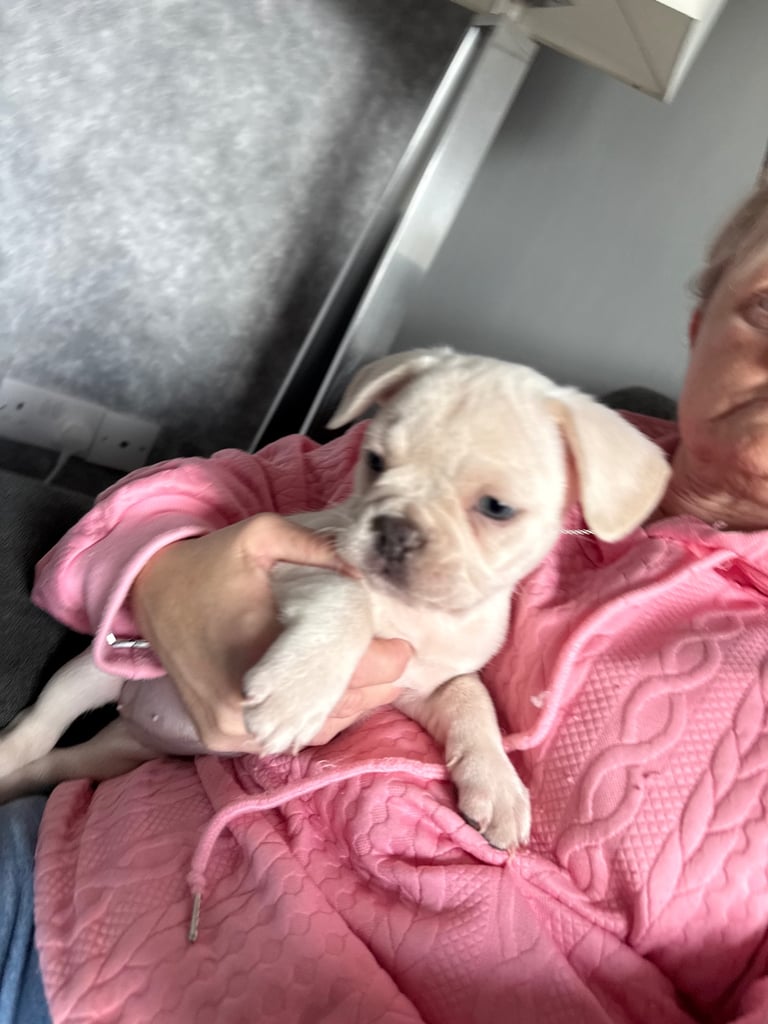 image for French bulldog 