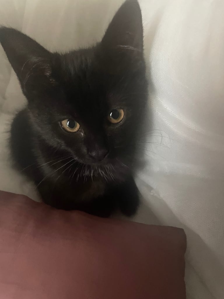 Female Kitten for sale