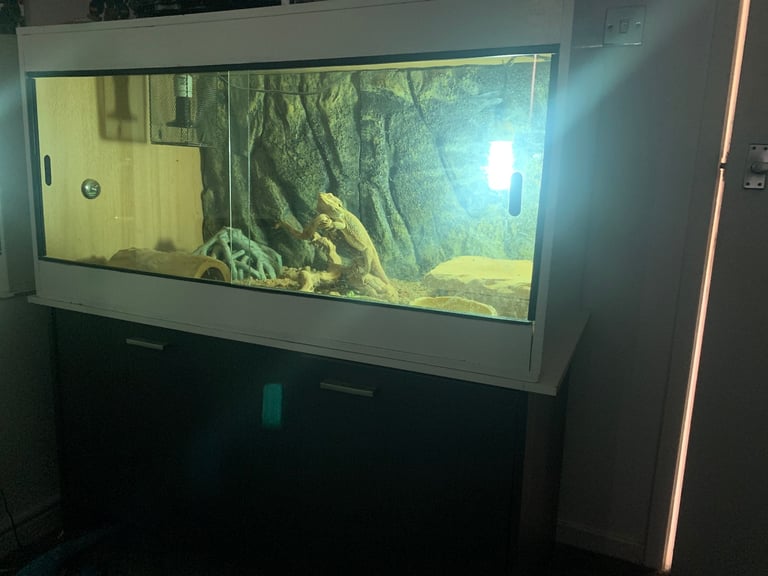 Bearded Dragon and Full set up