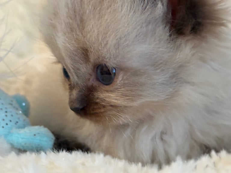 Gccf Ragdolls 🥇M&F 💙🩷 7wk 5 wk & 20wk kittens 