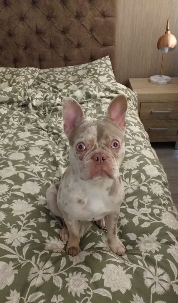 Female French bulldog 