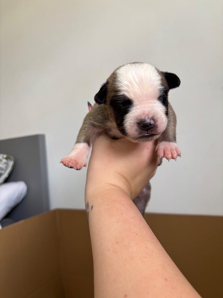 Bull-Herder for sale | 6 boys | 4 Girls