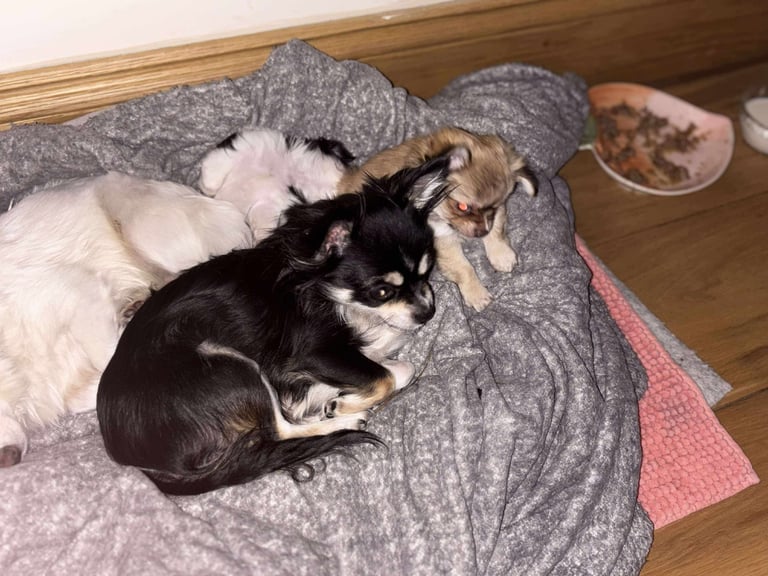Tiny chihuahuas, long haired, £800 each 