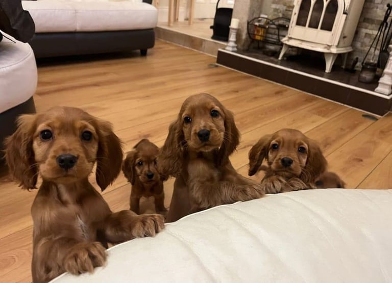 STUNNING GOLDEN COCKER SPANIEL PUPPIES 