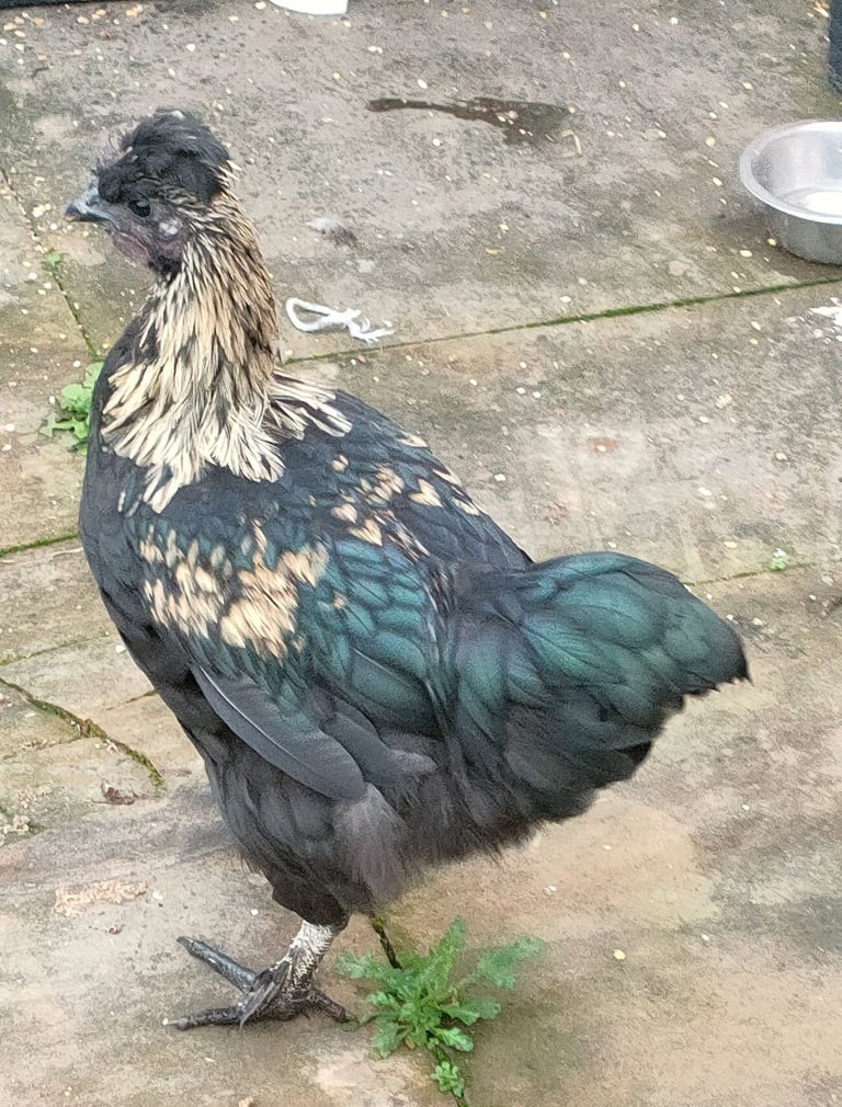 Satin Giant handsome young rooster