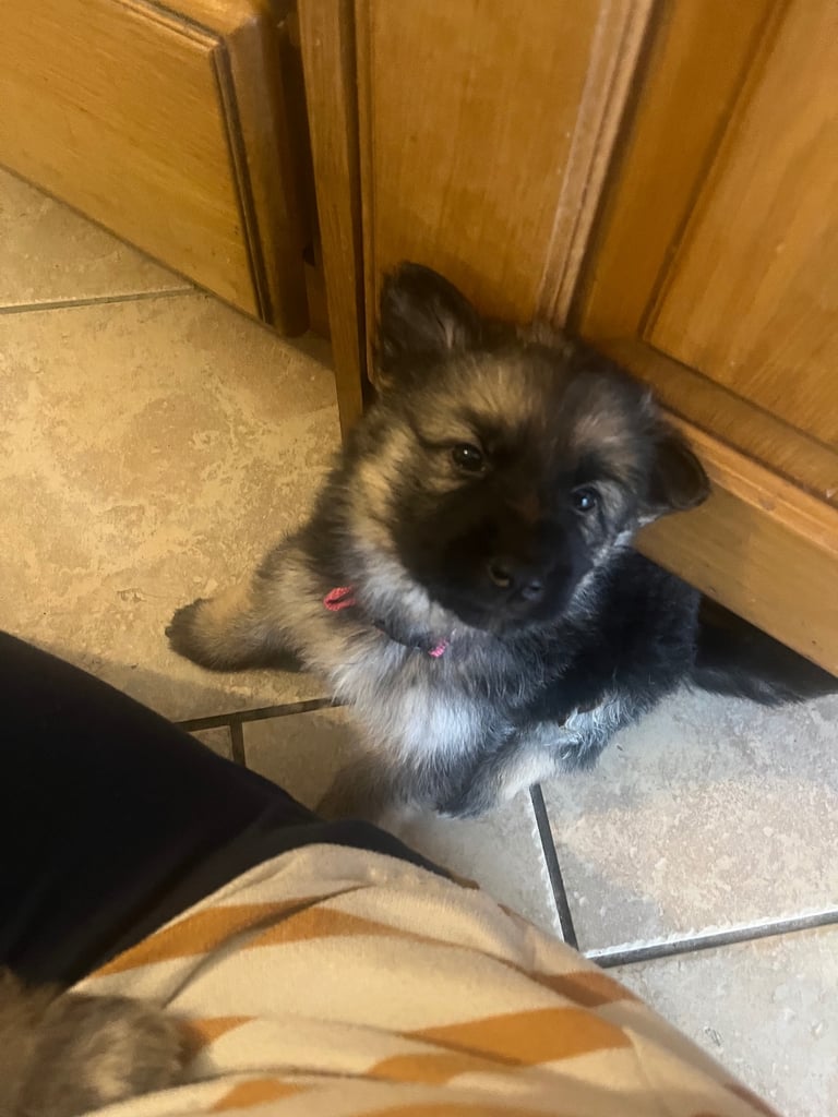 German shepherd Puppies 