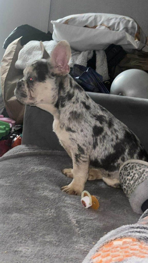 French Bulldog Puppy