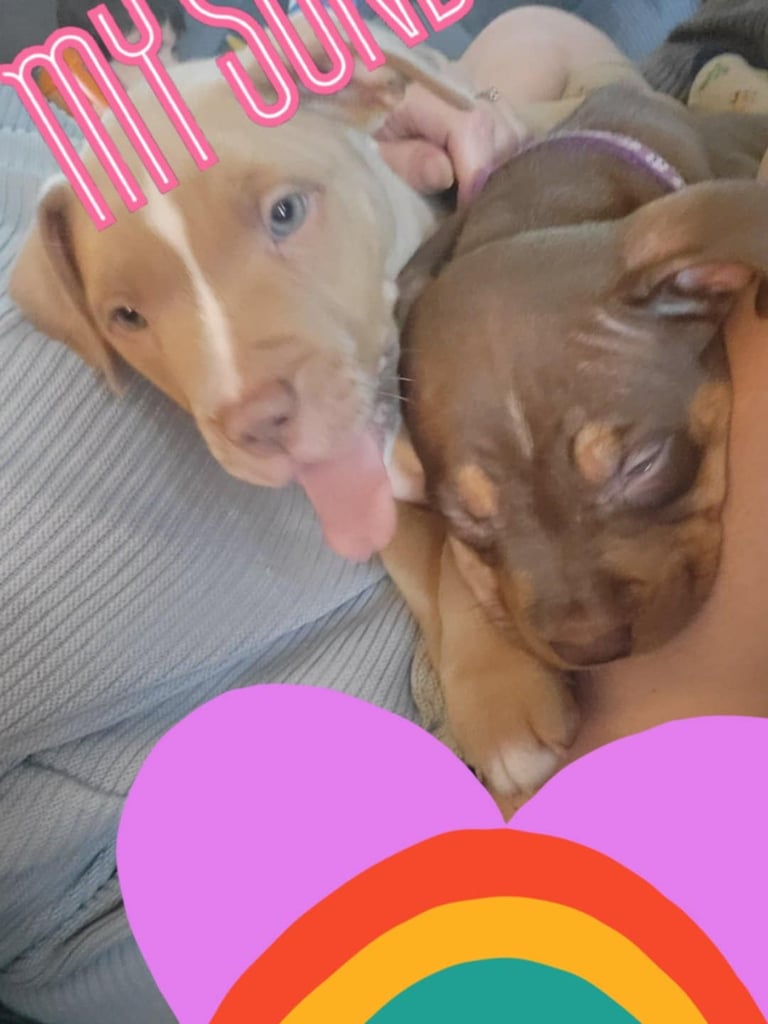 Staffordshire mix pup 