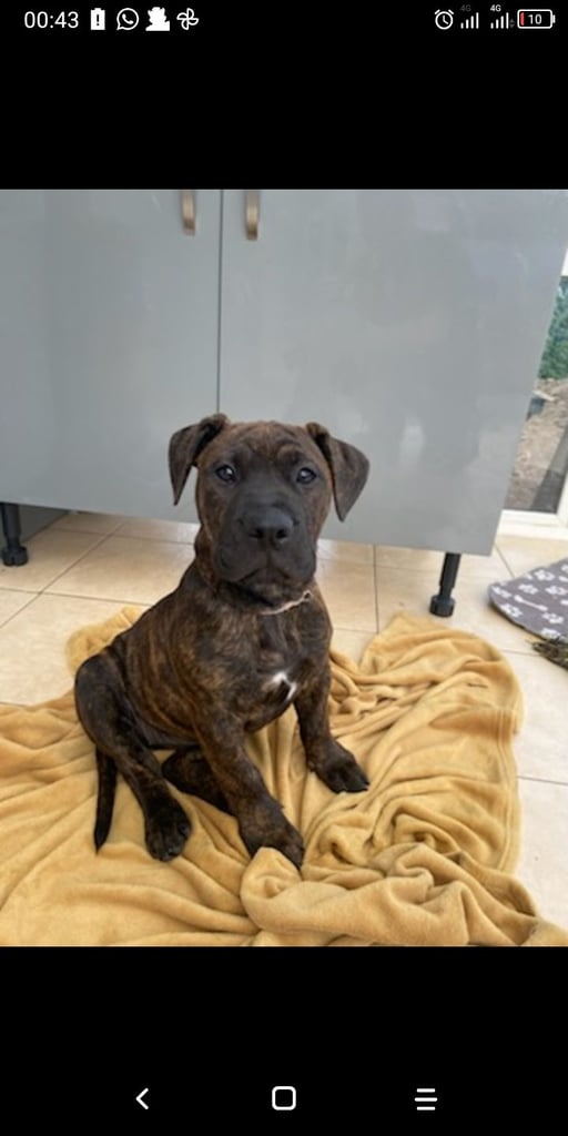 Staffy X old tyme bulldog 