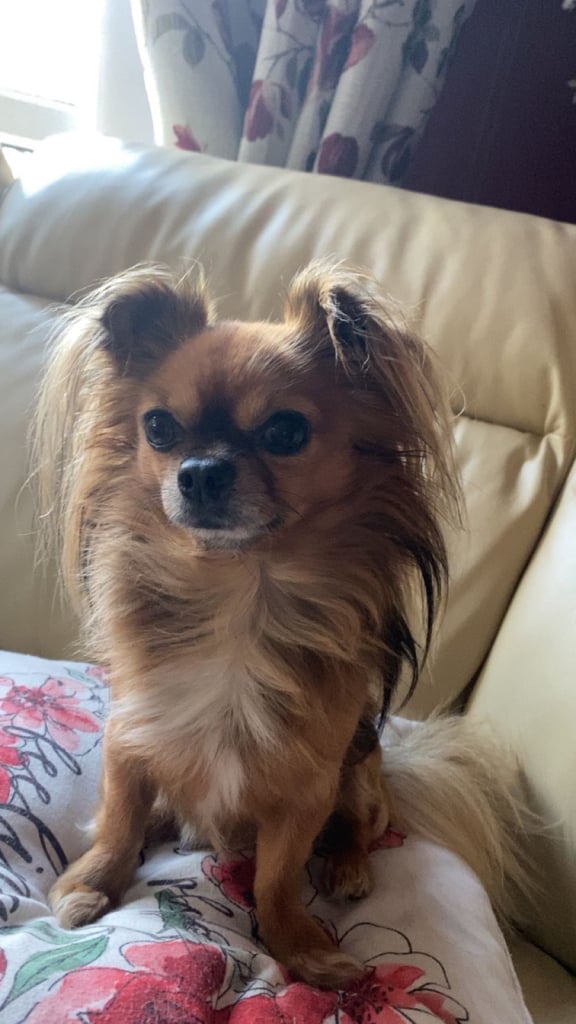 Miniature long haired KC registered Chihuahua