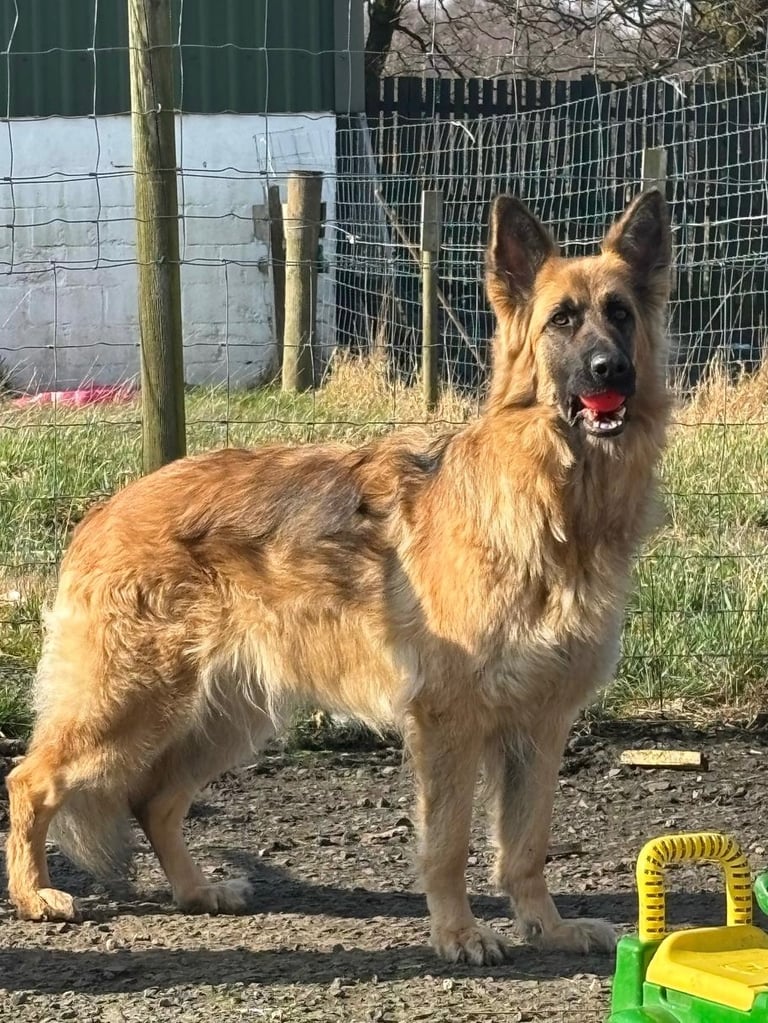 image for KC Straight Back Long Coat GSD Puppies.