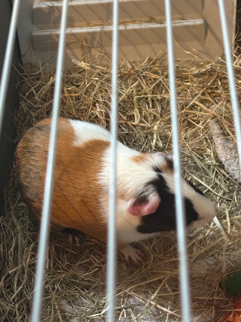 Guinea pigs for sale 