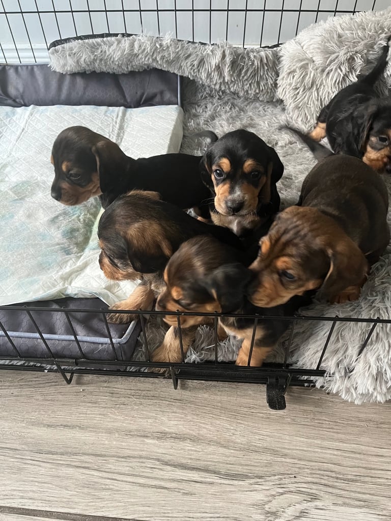 Doxle cross puppies 