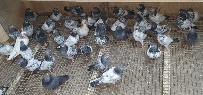 Pakistani Highflyer Pigeons For Sale