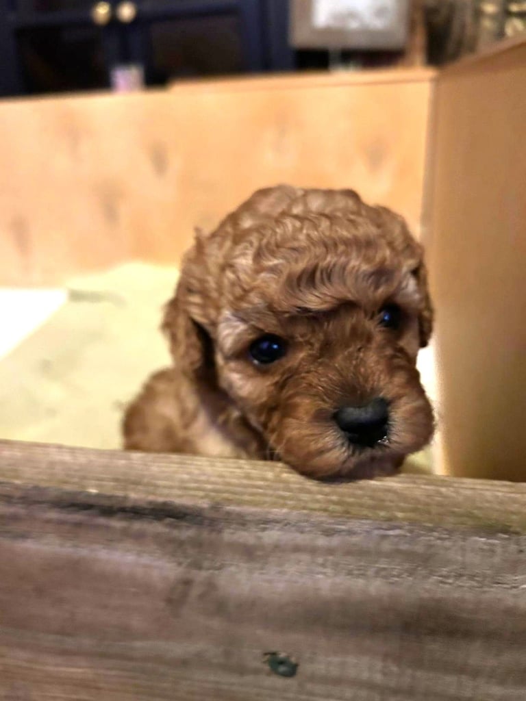Cute Cavapoo Puppies 1 Boy and 1 Girl