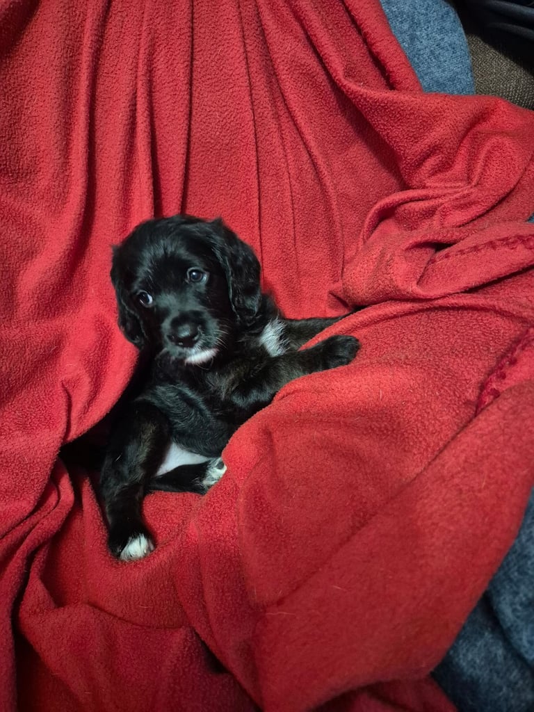 Poodle cross puppies for sale