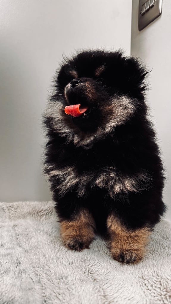 Adorable Black & Tan Pomeranian Girls – Ready for Reservation Now