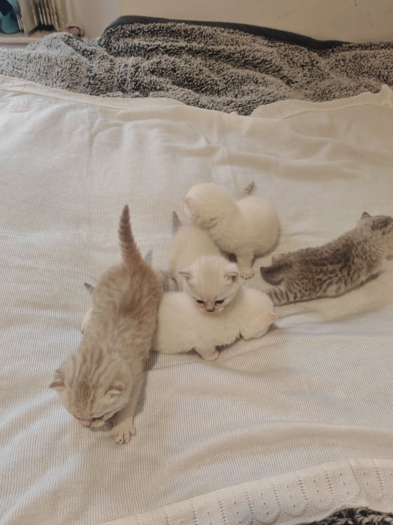 British Shorthair cute kittens 