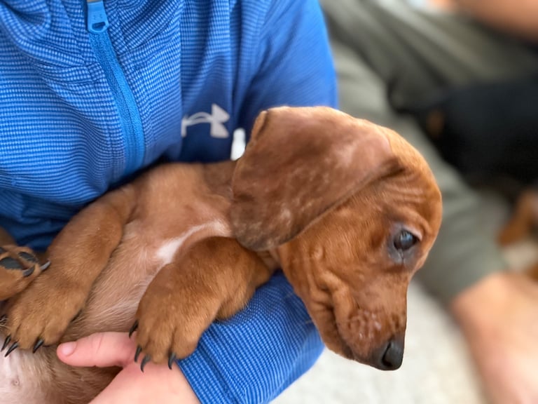READY NOW Miniature dachshund Puppies