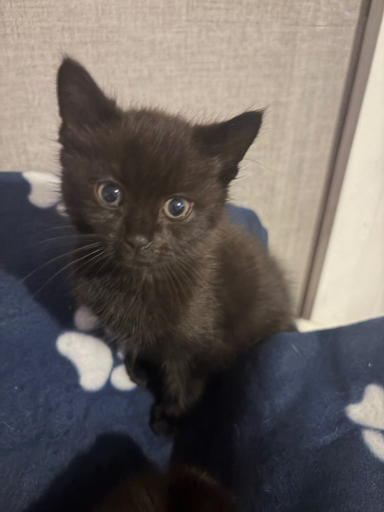 2 male kitten left