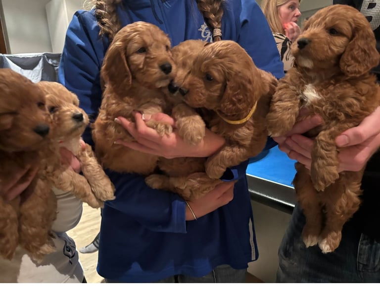 Cockapoo puppys