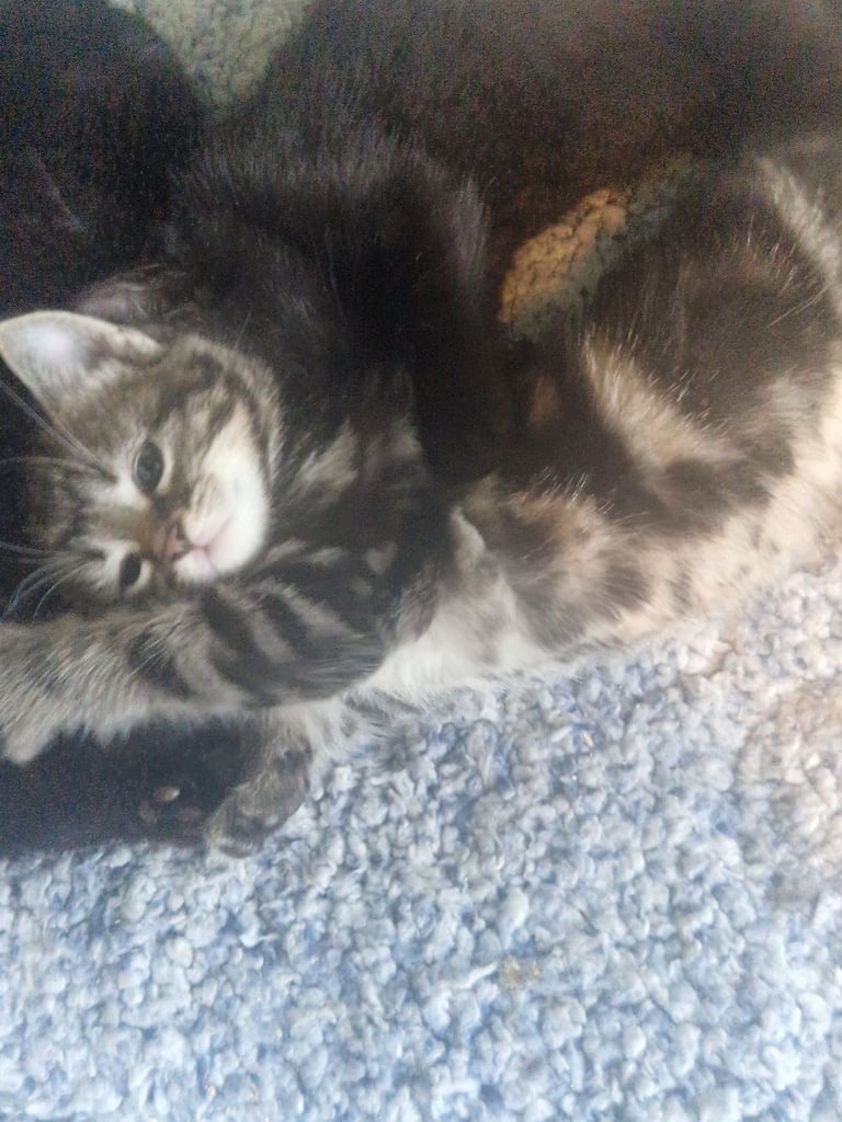 Kittens for sale
